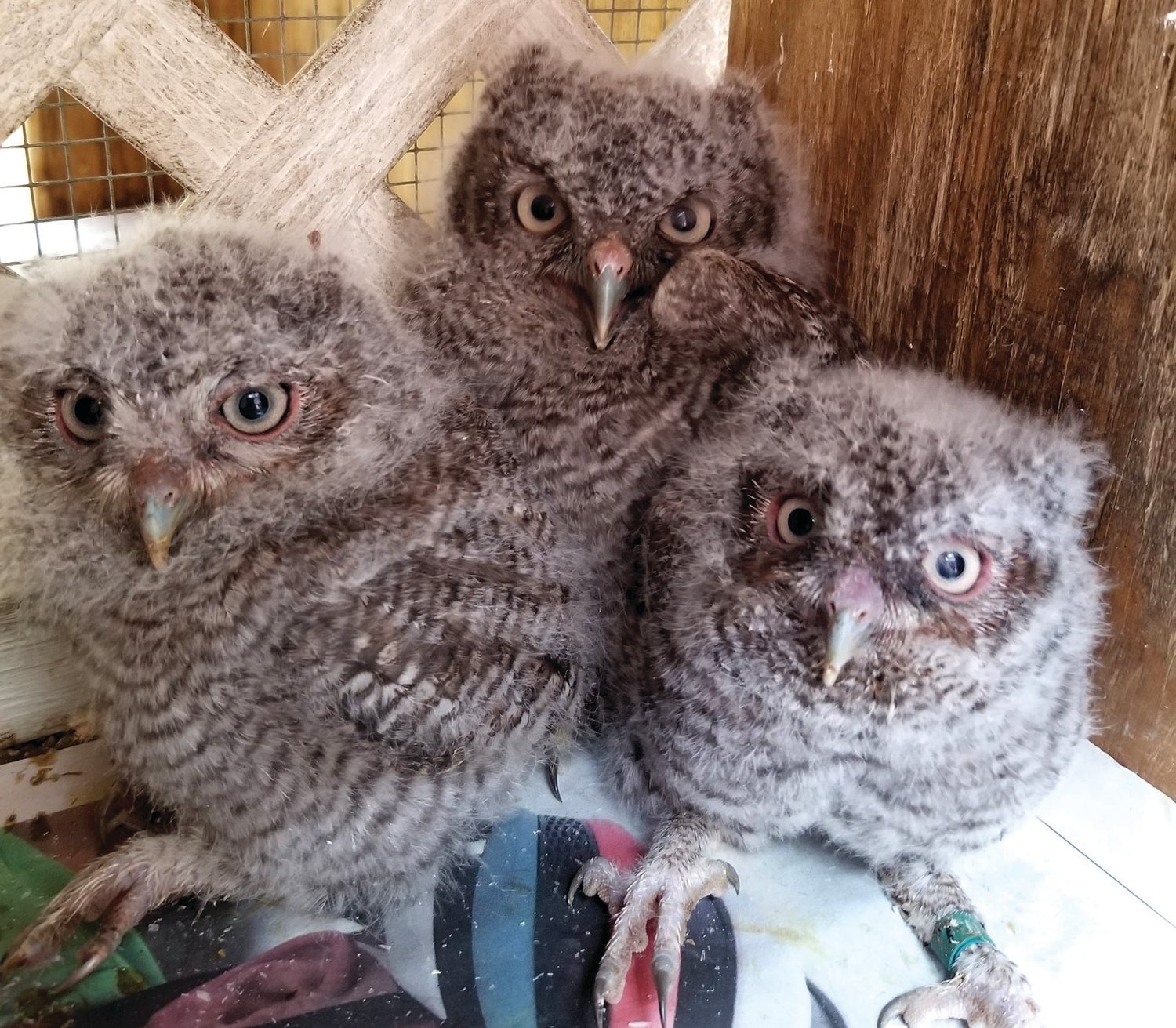 This is a photo of eastern screech owl babies.